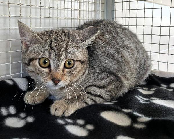 Bergamotto Gattino Tigratino